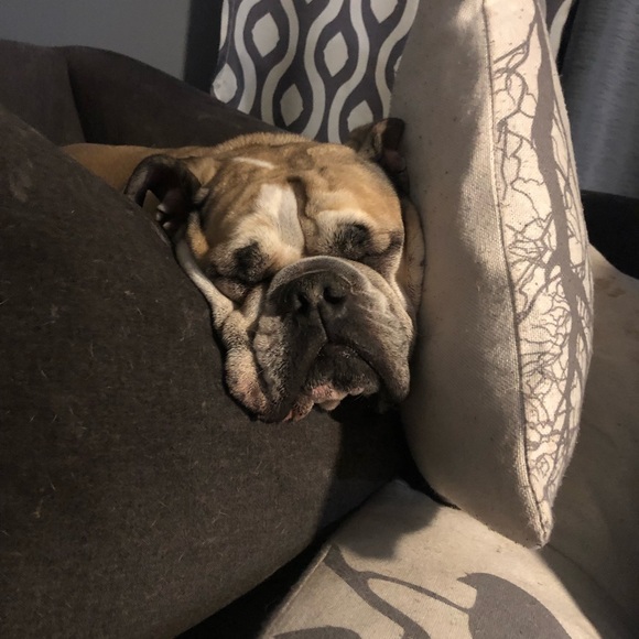 Welcome to my closet! Enjoy a few pictures of my bully and his baby ❤️❤️ - Picture 11 of 16